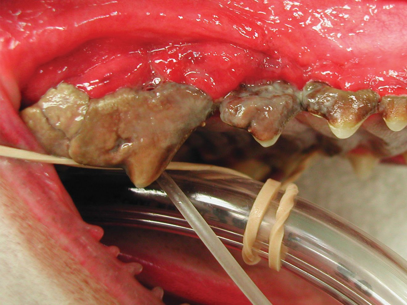 Stage 4 of canine dental disease