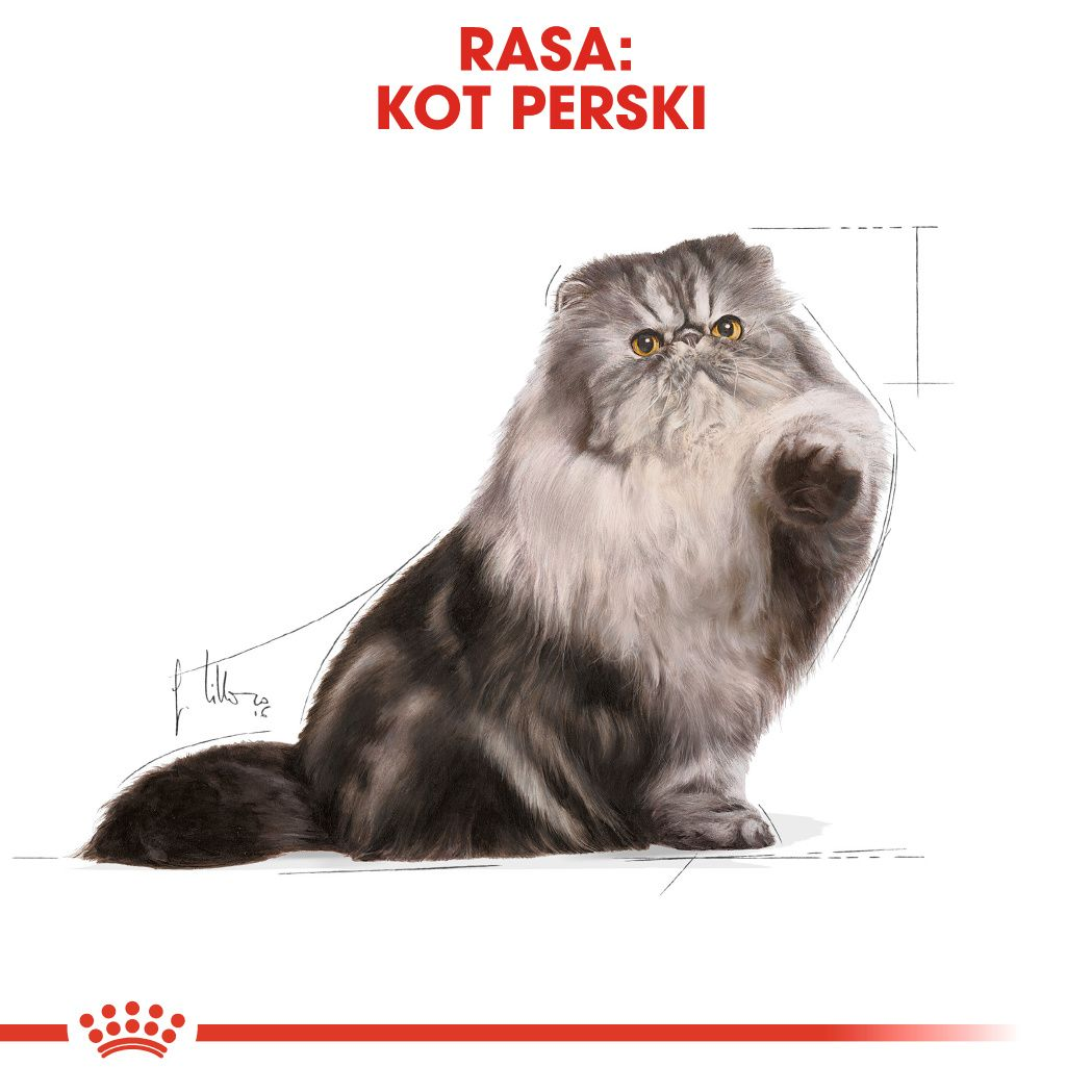 Persian Adult