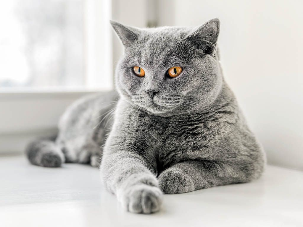 Grey British Shorthair Cat