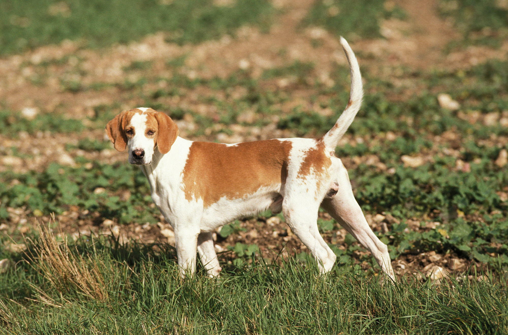 Great Angle Francais White and Orange Hound looking back over shoulder while walking