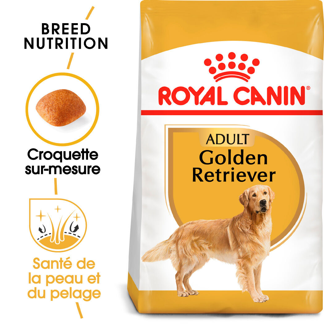 Golden Retriever Adult