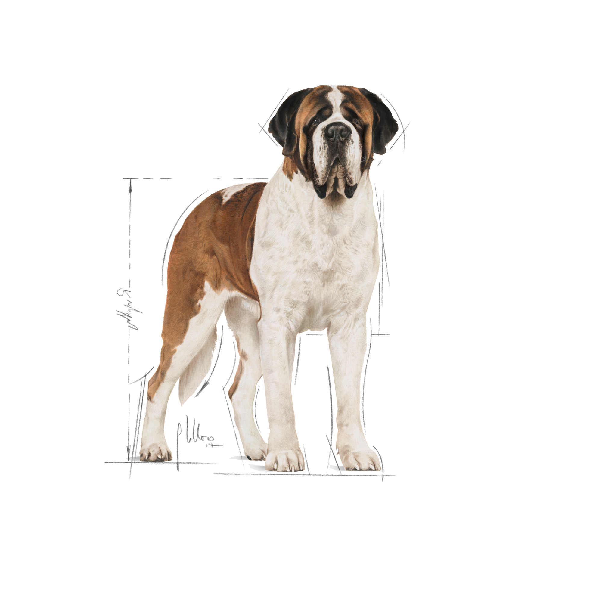 Royal canin hotsell giant breed