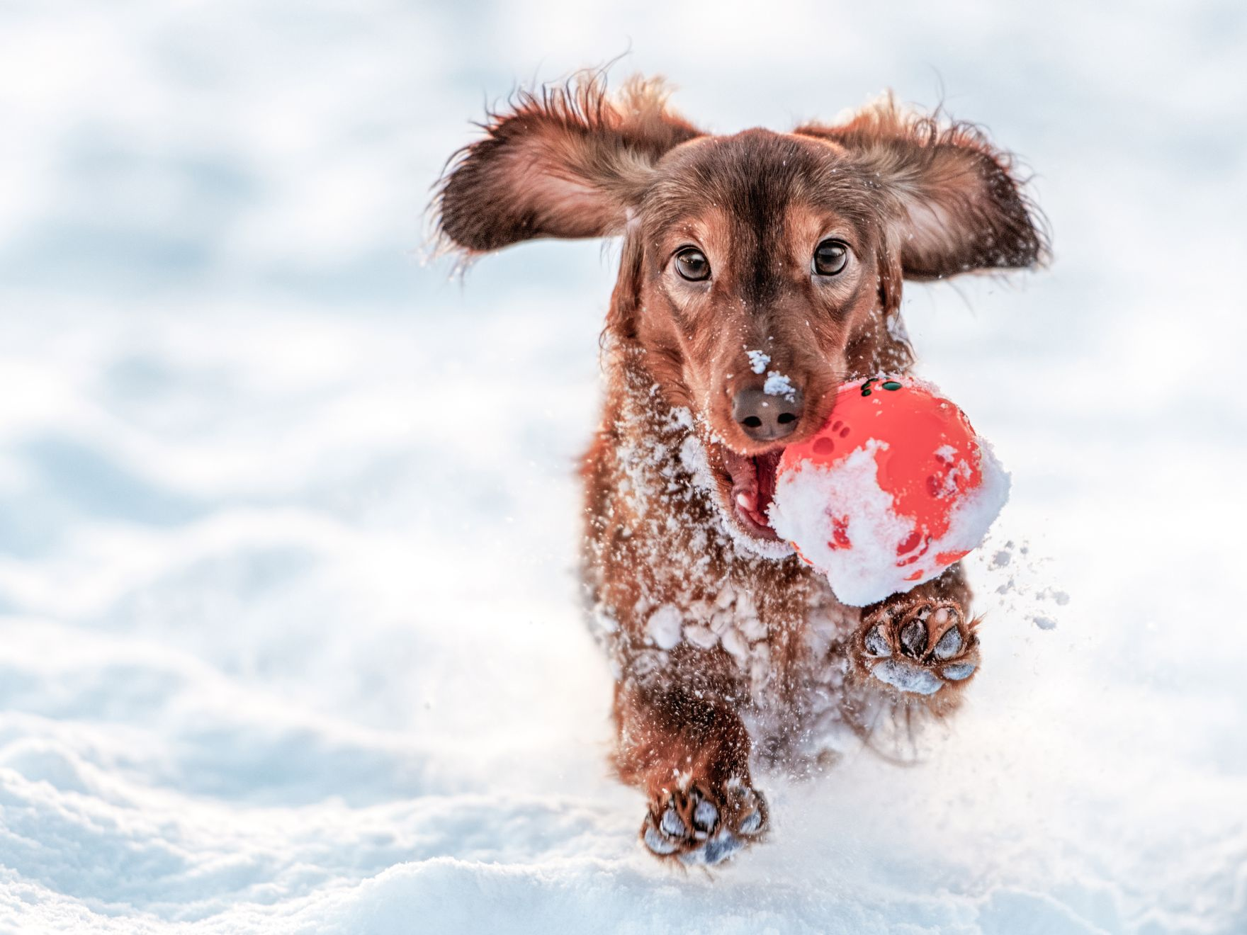 Dachshund puppy running outside in the snow with a red ball