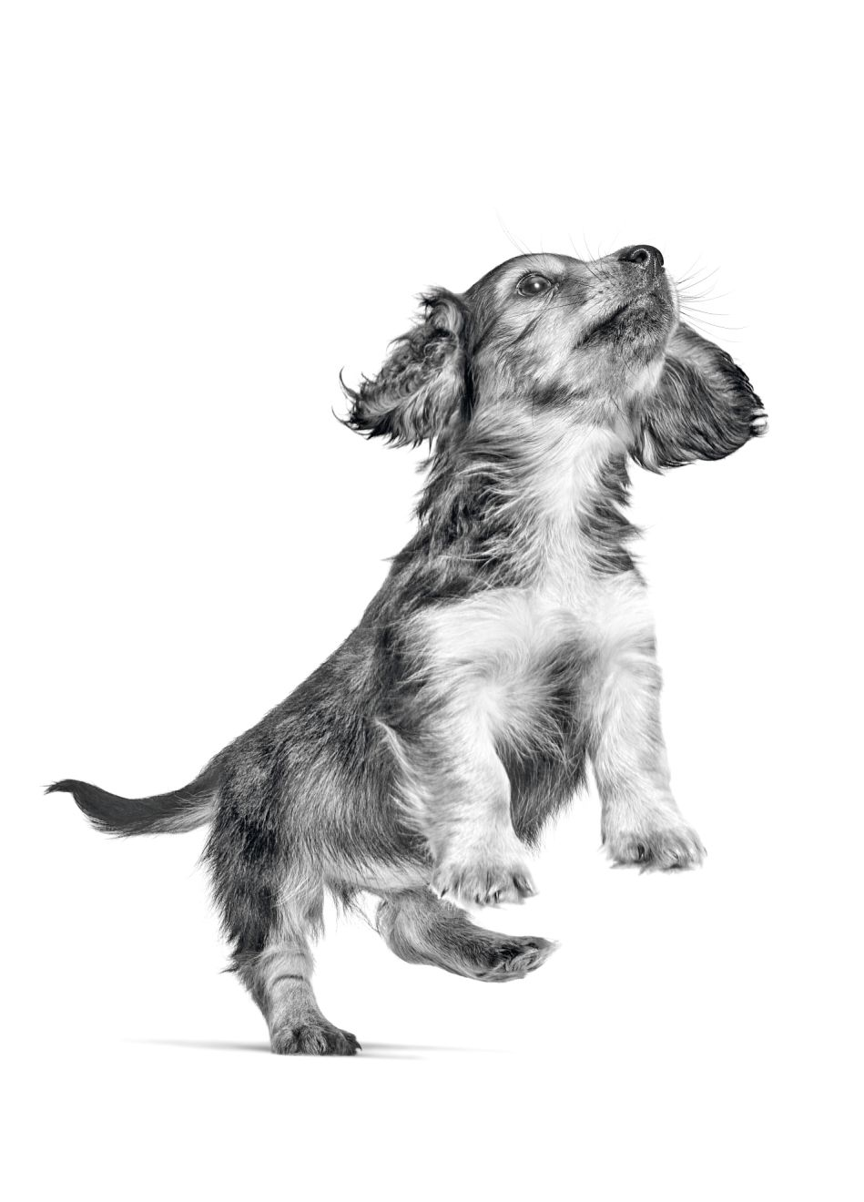 Cachorro de Teckel saltando en blanco y negro sobre un fondo blanco