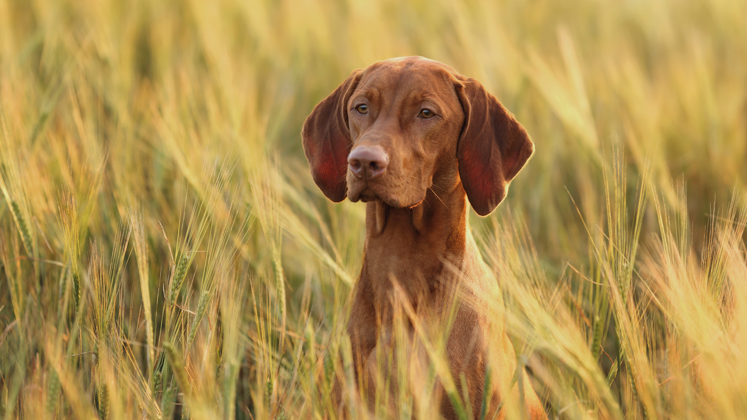 Vizsla sitzt im Getreidefeld