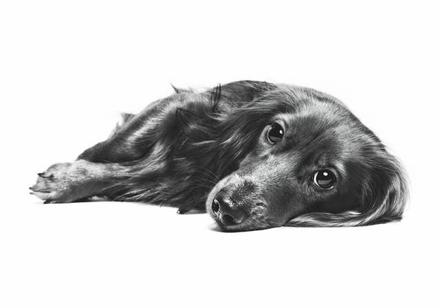 ξαπλωμένος σκύλος