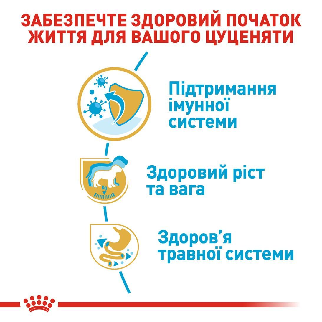 Labrador Retriever Puppy