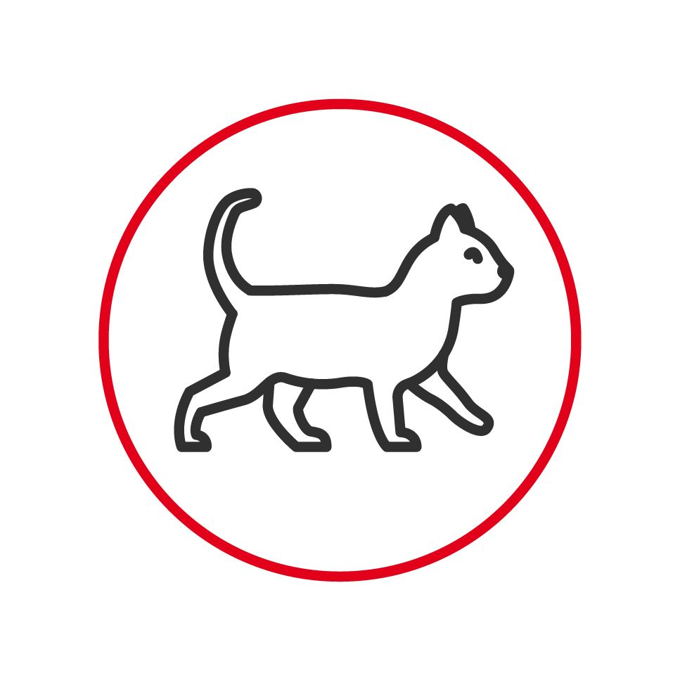 Illustration of a walking cat