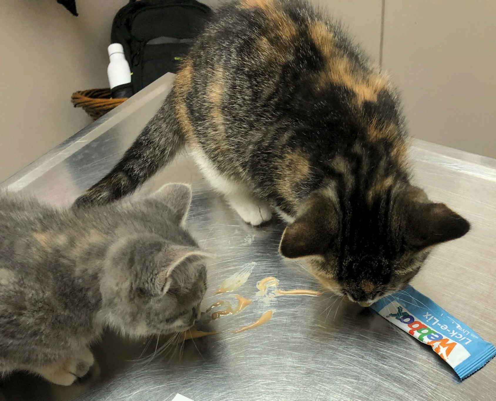 Les Vaccinations Du Chaton Et L Immunite Royal Canin