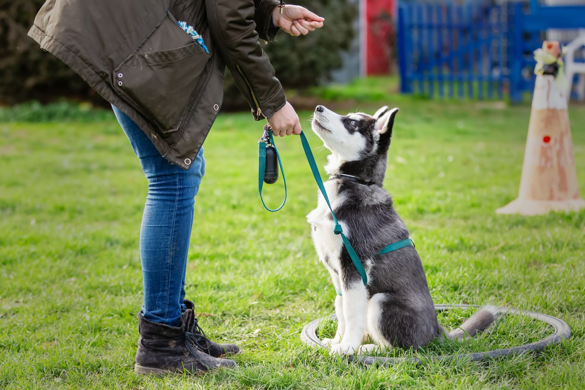 Resources for Obedience and Puppy Training Eukanuba