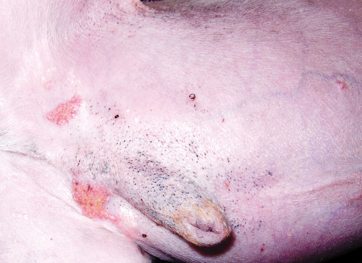 Figure 6. Hypercorticisme spontané chez un chien. Notez la finesse de la peau, les comédons et la télangiectasie sur l’abdomen. Les plaques érythémateuses sont typiques de la calcinose cutanée.© Patricia D. White