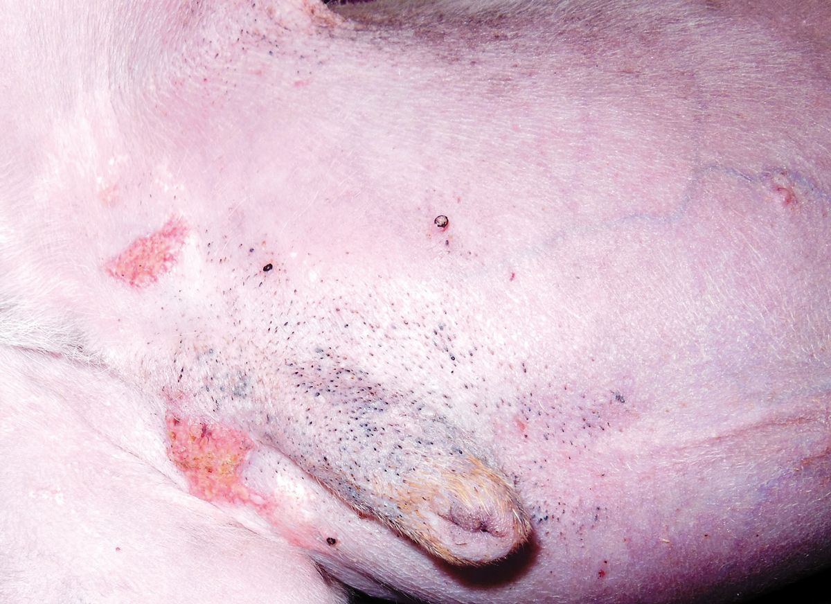 Figure 6. Spontaneous hyperadrenocorticism in a dog. Note the thin skin, comedones and prominent dermal blood vessels on the ventral abdomen. The erythemic plaques are typical of calcinosis cutis.© Patricia D. White