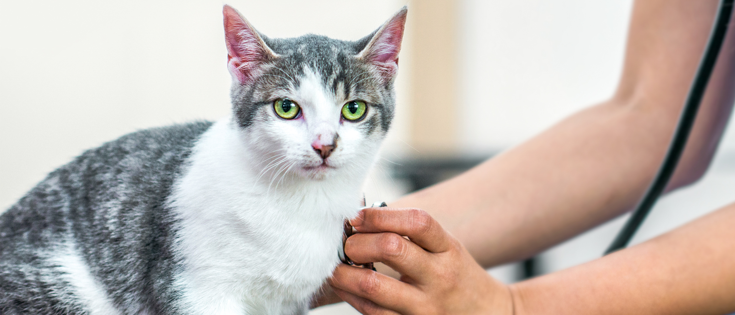 Young cat sitting on an examination table being checked over by a vet.