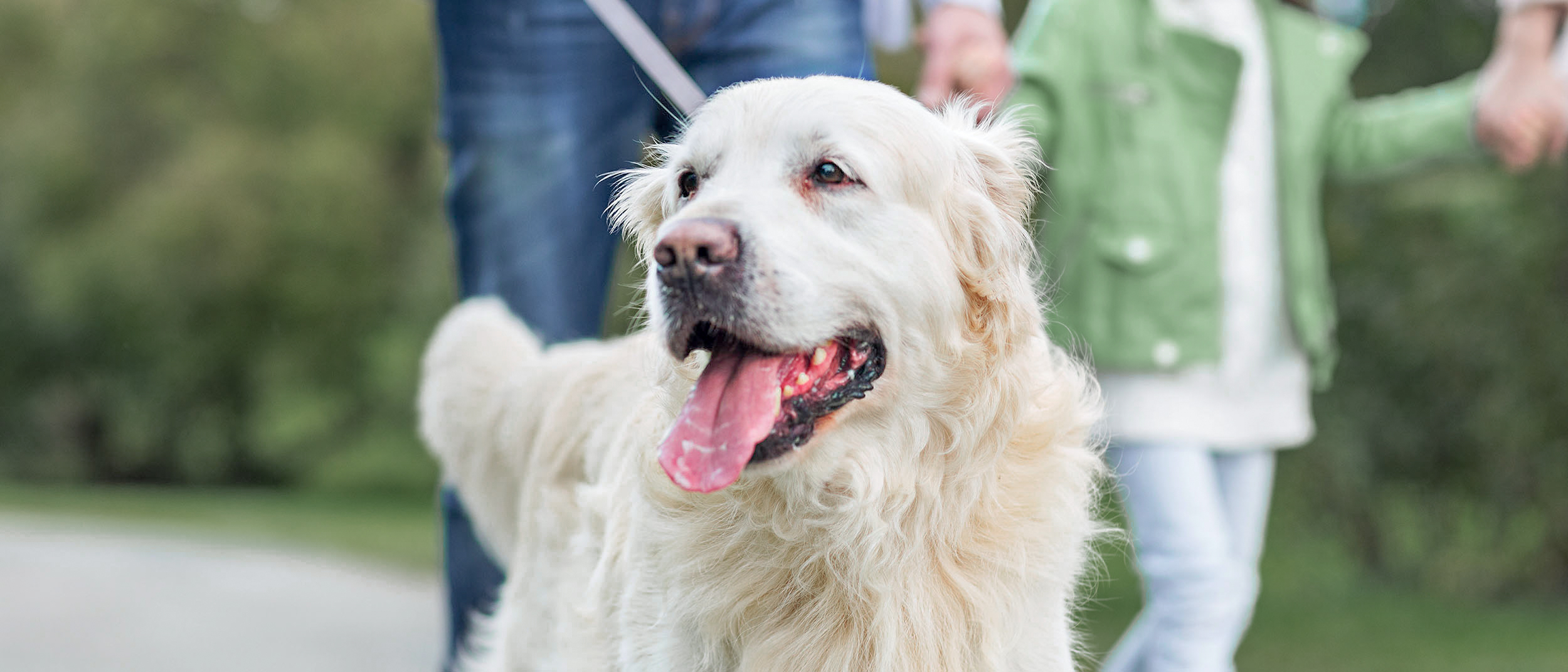 Adult Golden Retriever walking on a street with adult and child walking behind.