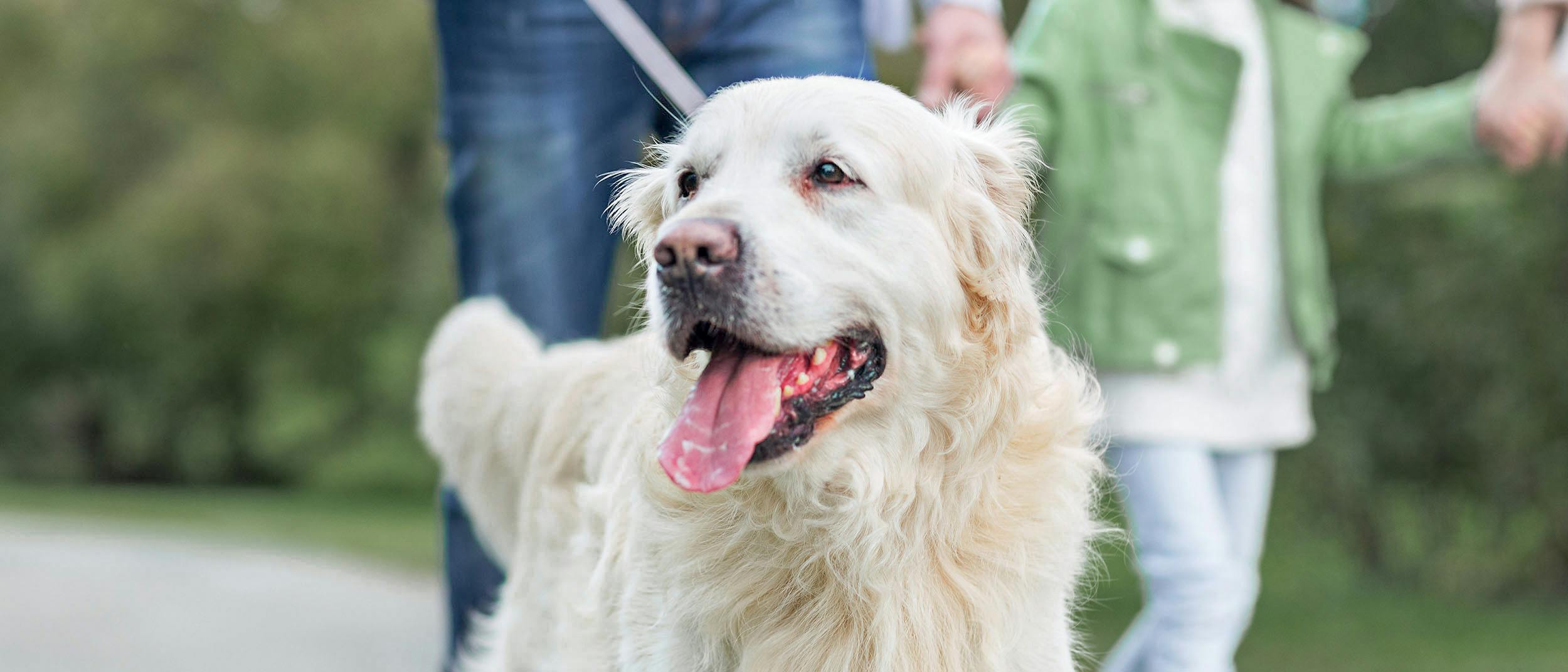 Aspetti da considerare prima di prendere un cane