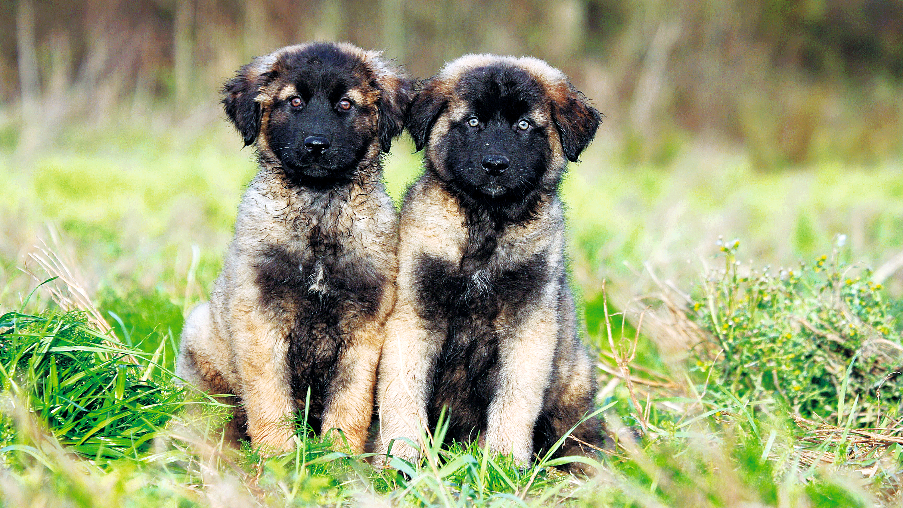 at what age is a estrela mountain dog full grown