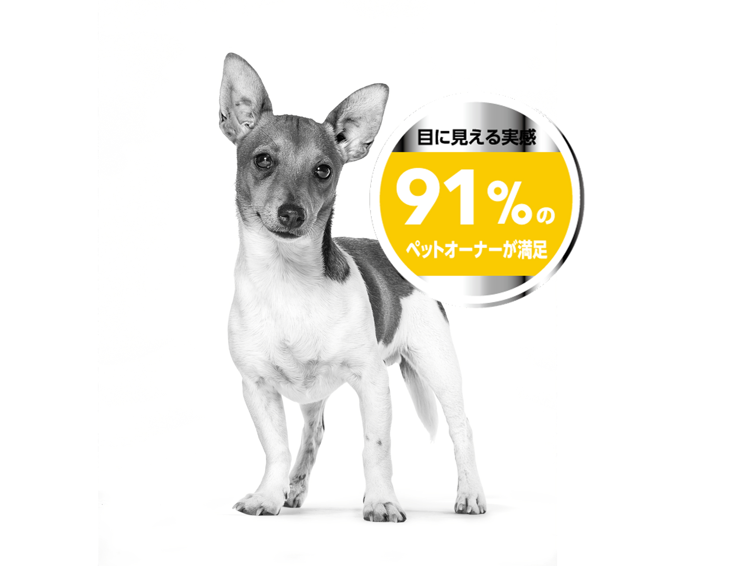 ロイヤルカナン ミニ ダーマコンフォート 8kg ミニ ダーマコンフォート (皮膚の健康を維持したい犬用 小型犬用