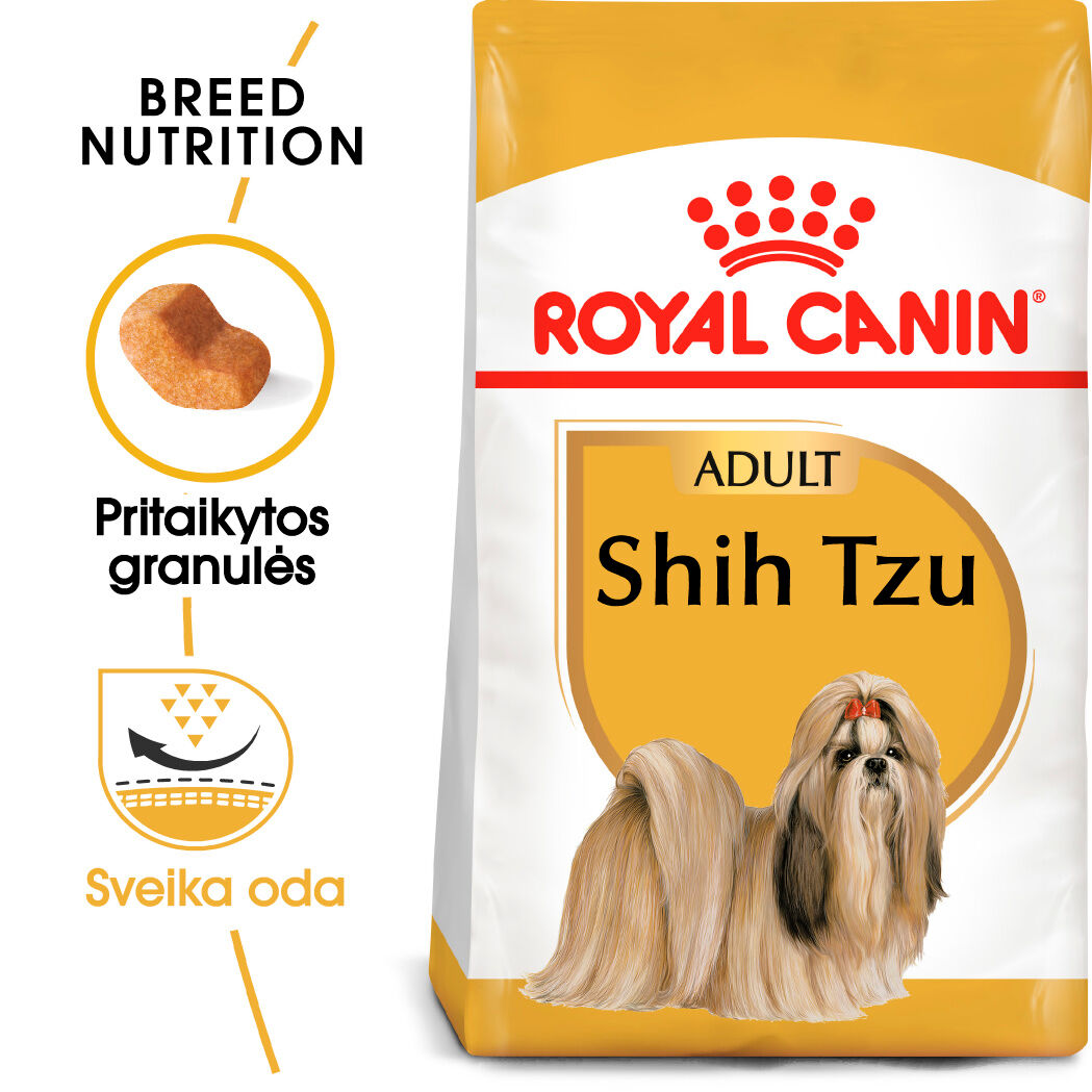 Shih Tzu Adult