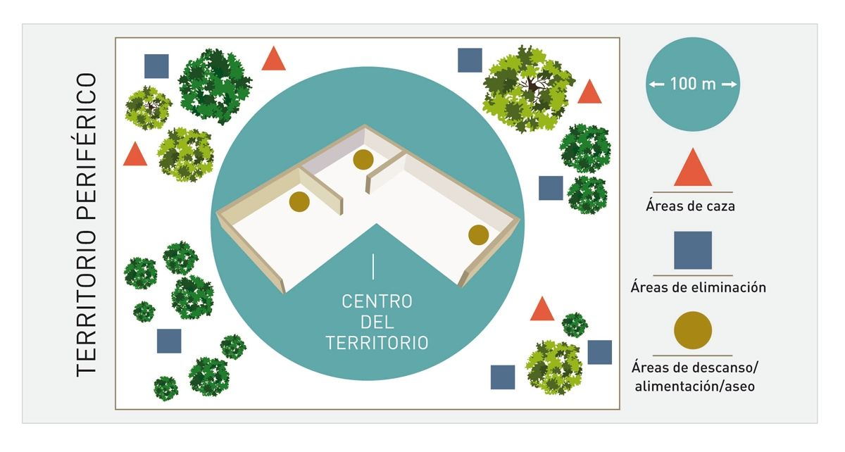 Representación esquemática del territorio del gato en libertad. Estos gatos tienen grandes territorios (de hasta 0,5-1,3 km de largo con un área total de 300.000-1.700.000 m2 ), con varias áreas de caza y eliminación distribuidas en la periferia, y áreas para comer, descansar y acicalarse en el centro del territorio. Por motivos de higiene las áreas de eliminación están separadas de las de descanso.