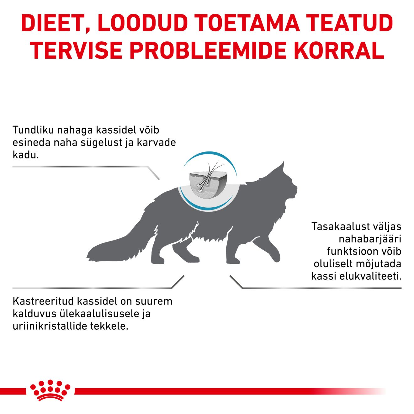Royal Canin Skin & Coat Cat kuivtoit
