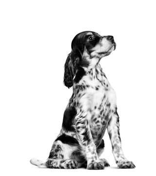 English Setter puppy sitting black and white