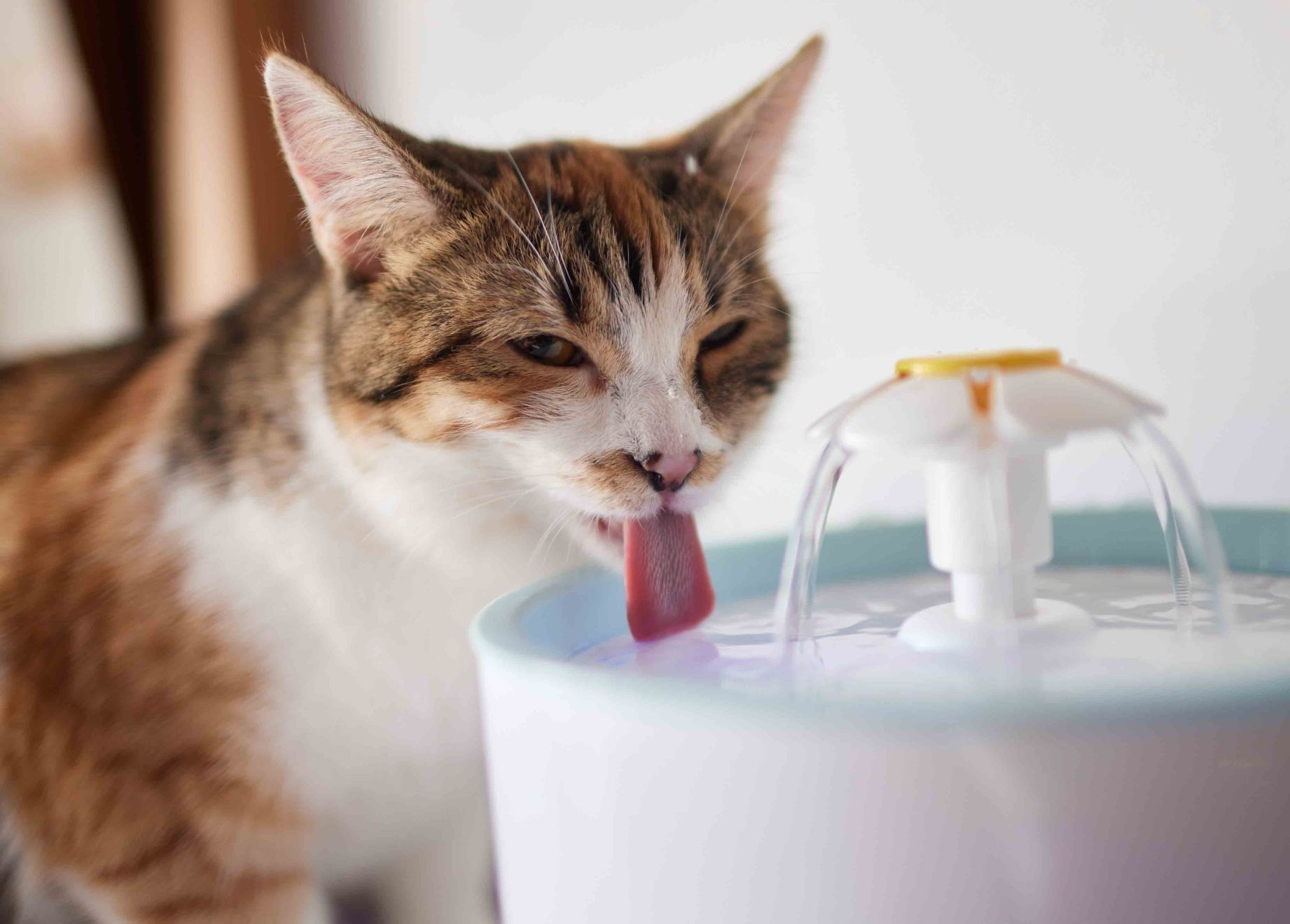Différents facteurs favorisent la déshydratation chez les chats âgés mais il peut être difficile d’évaluer l’état d’hydratation d’un chat 