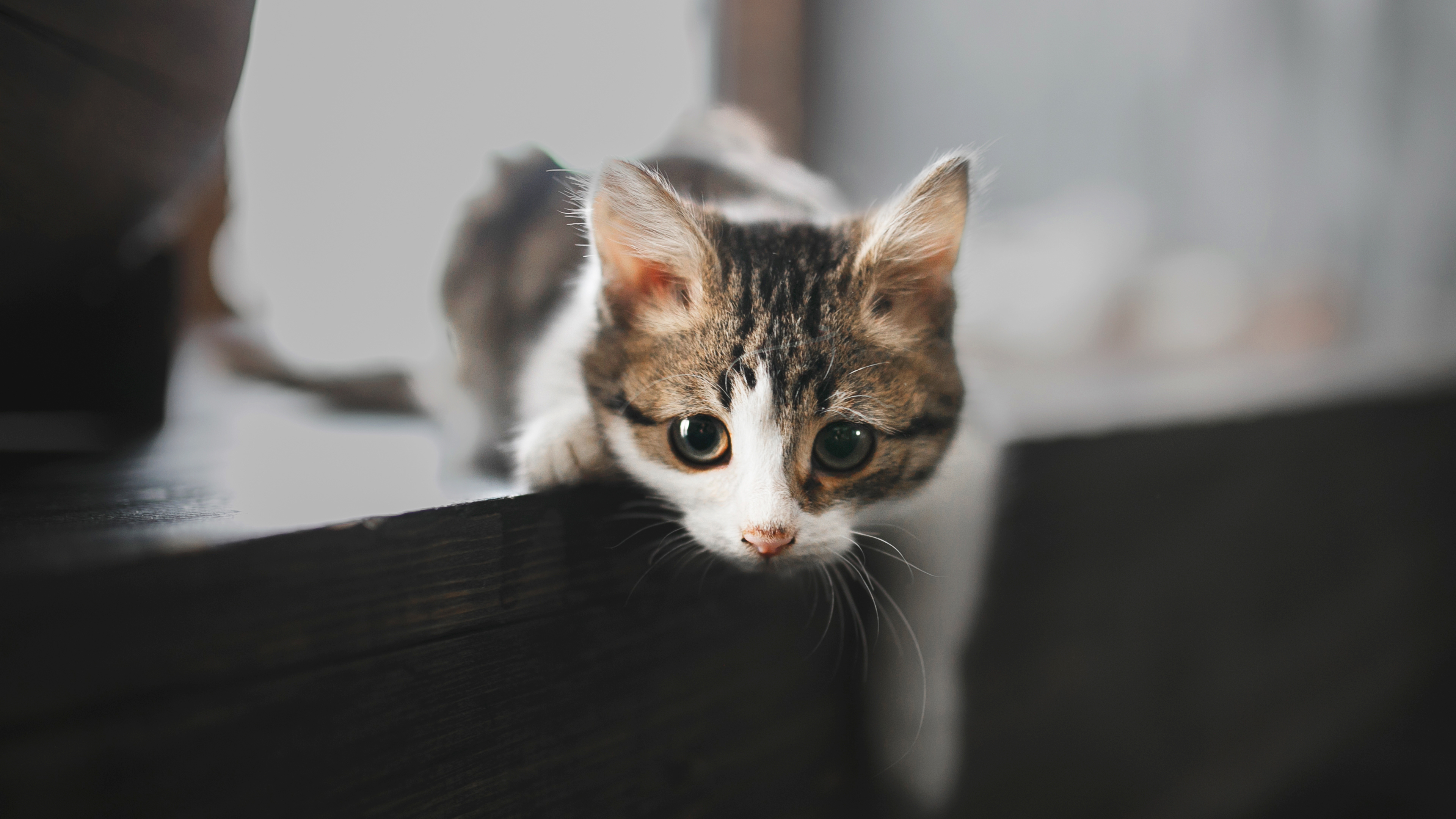 Kitten lying on a wooden windowsill next to a plantpot