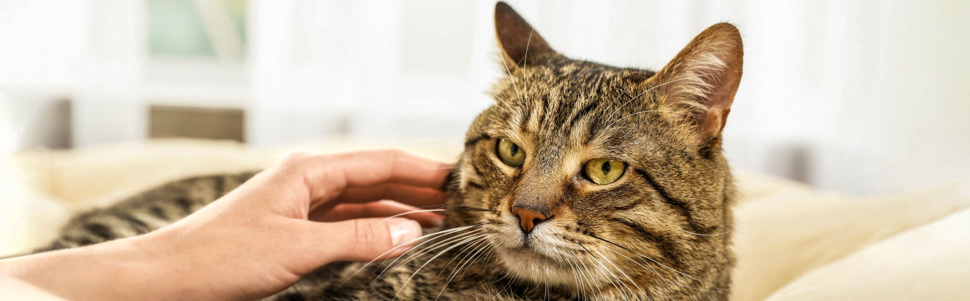 Cat lying down being stroked by owner
