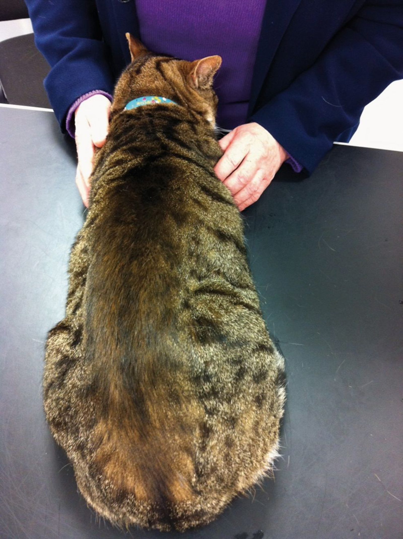 The same cat as in Figure 9 after treatment with ciclosporin for 11 weeks.