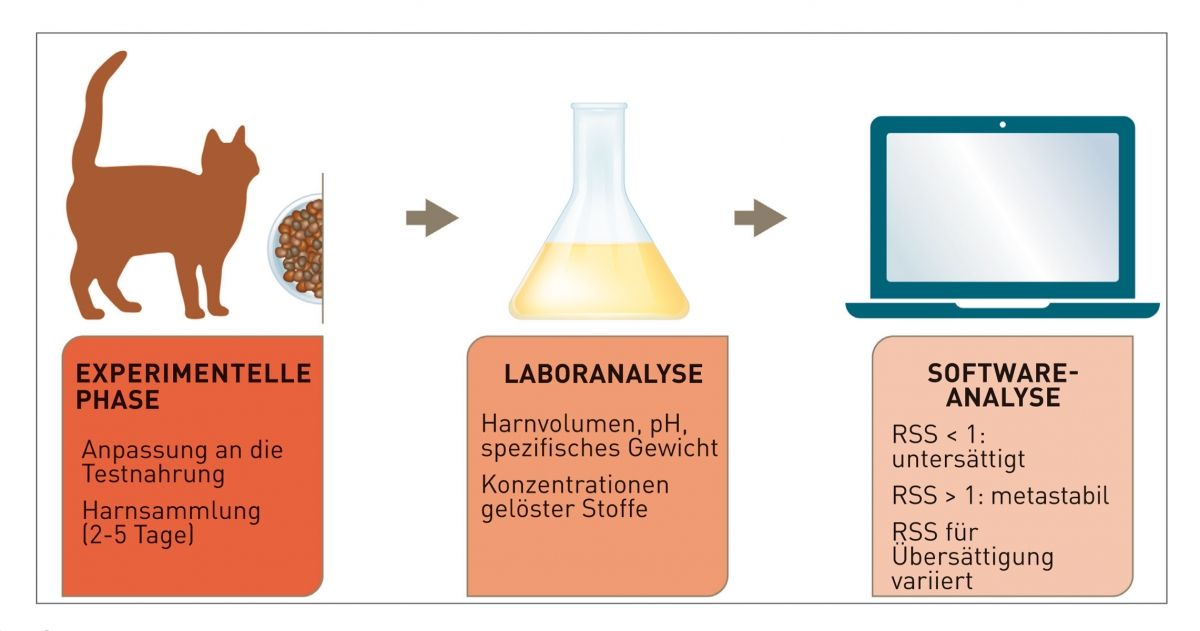 Abbildung 1. Bestimmung der Relative Supersaturation (RSS) für ein gegebenes Kristall unter experimentellen Bedingungen. © Cecilia Villaverde/Redrawn by Sandrine Fontègne