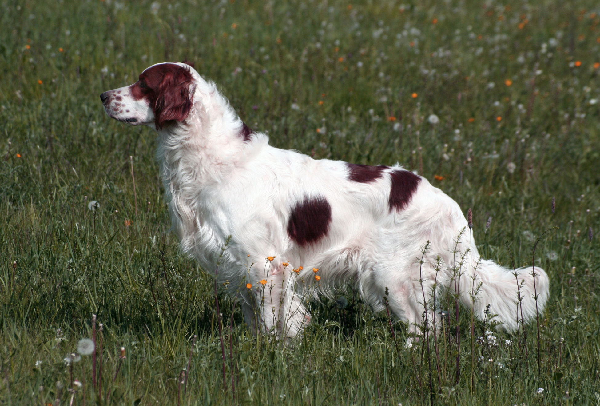 Irish Red and White Setter stood nose pointed to the left in a field