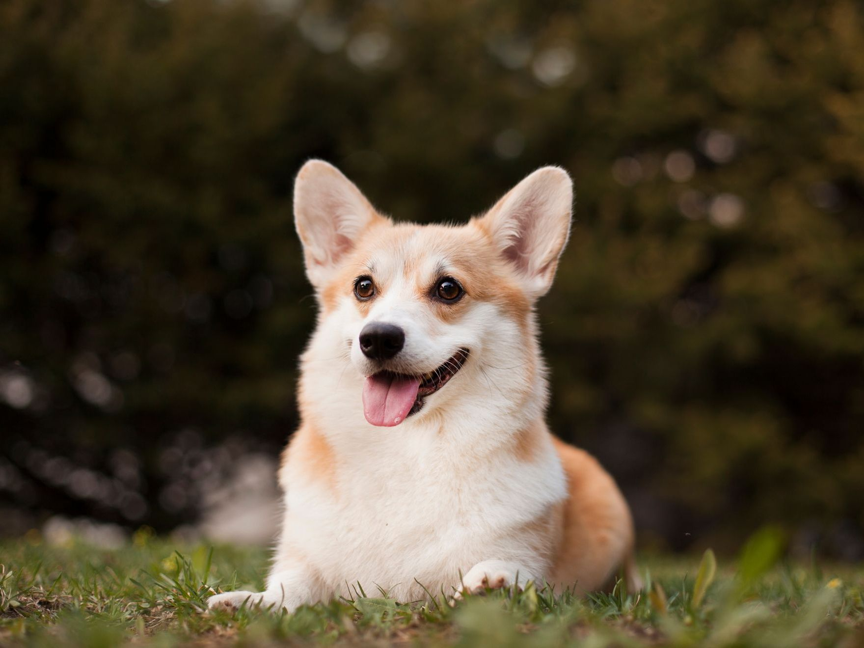 Chiot Welsh Corgi Pembroke