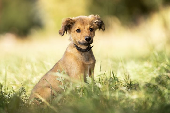 The red-haired puppy sits on the grass and watches 