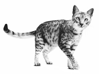 Egyptian mau adult