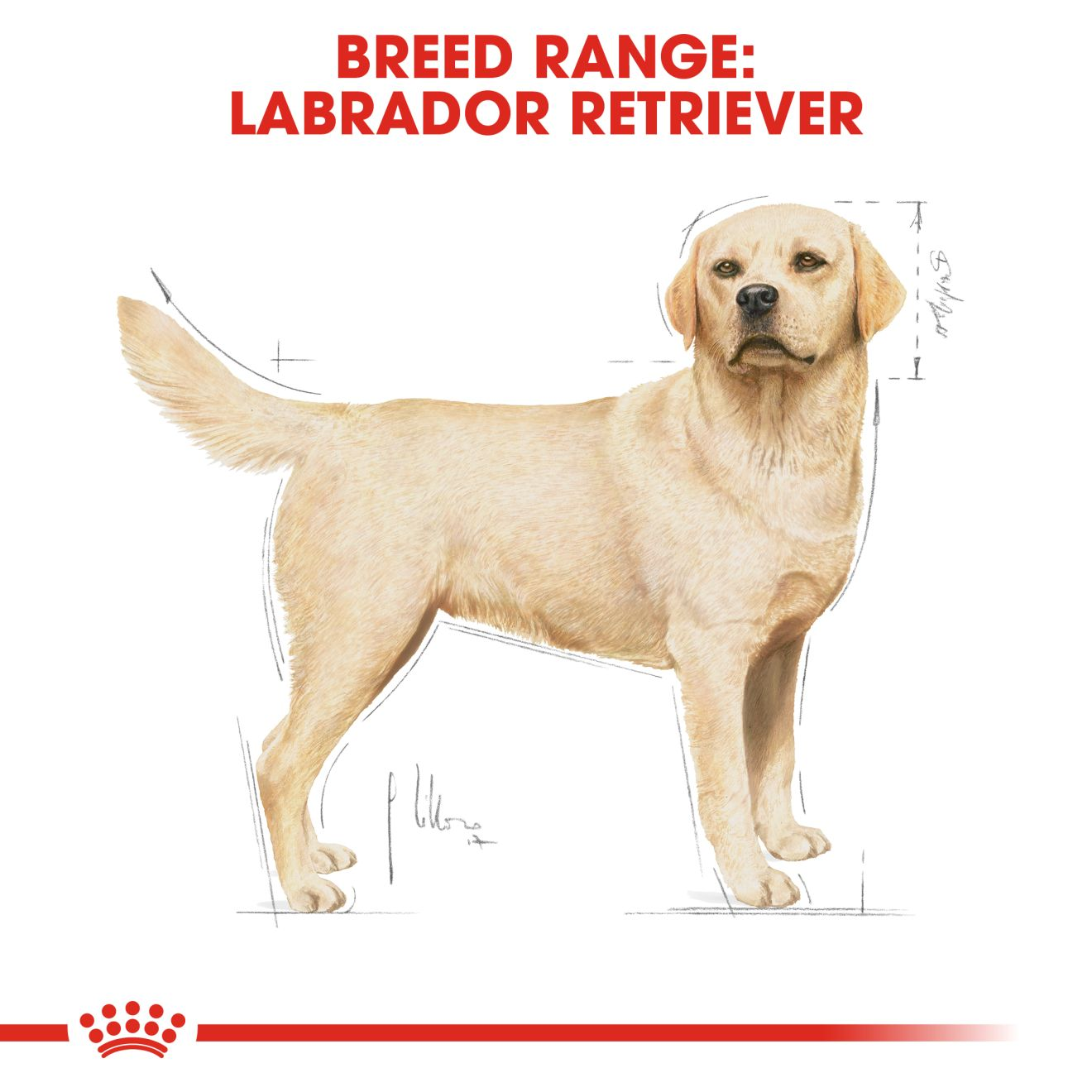 Royal canin breed outlet labrador retriever