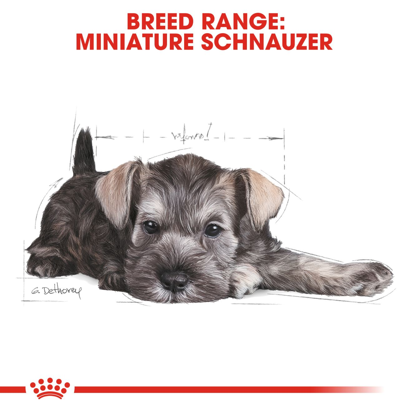 Miniature schnauzer best sale feeding amounts