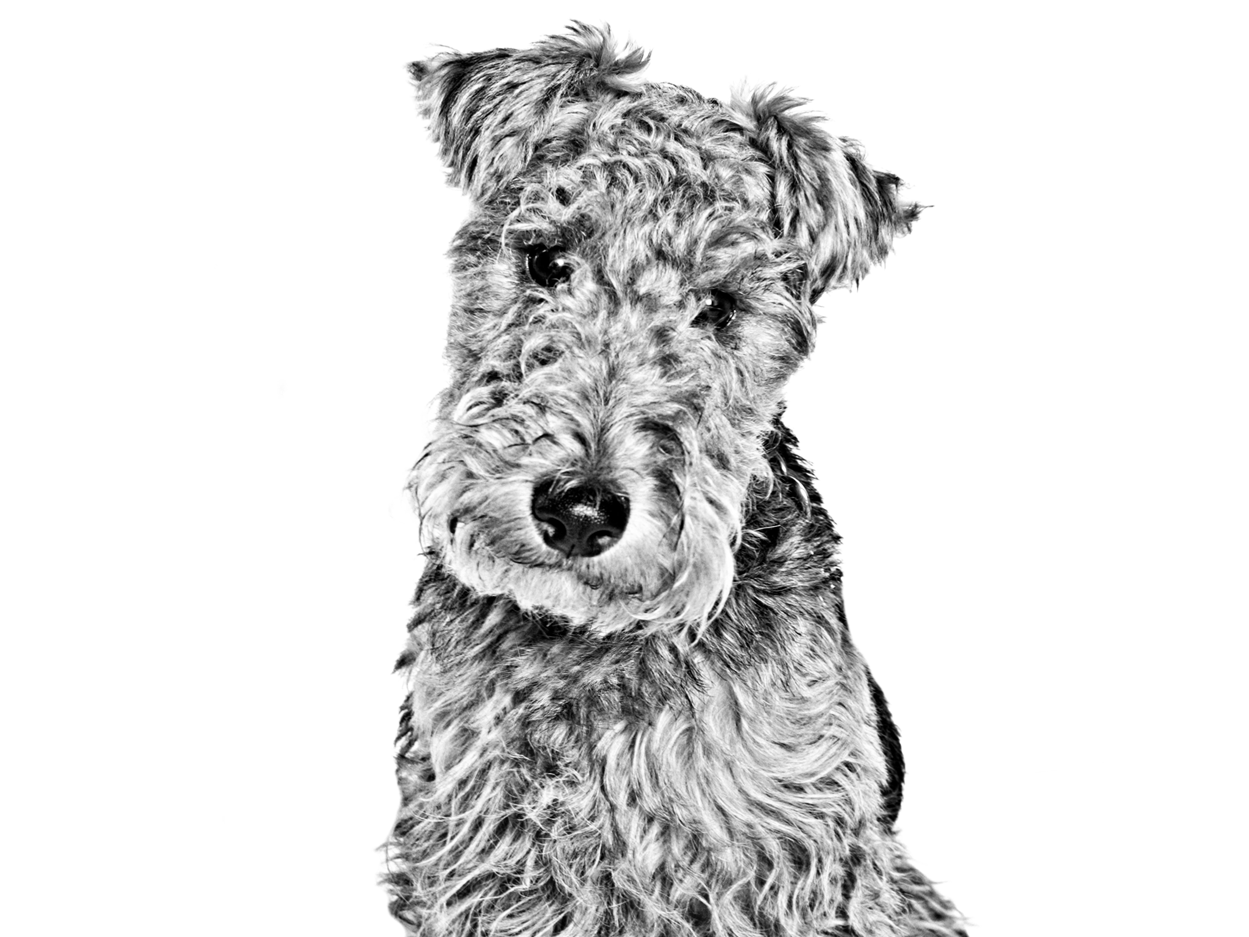 Lakeland Terrier adult black and white