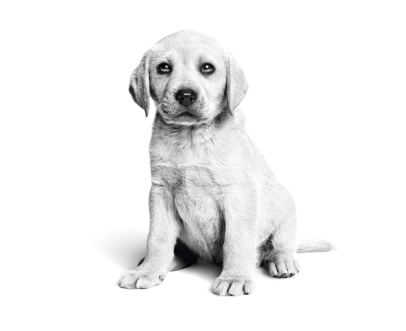 Labrador Retriever puppy sitting in black and white on a white background