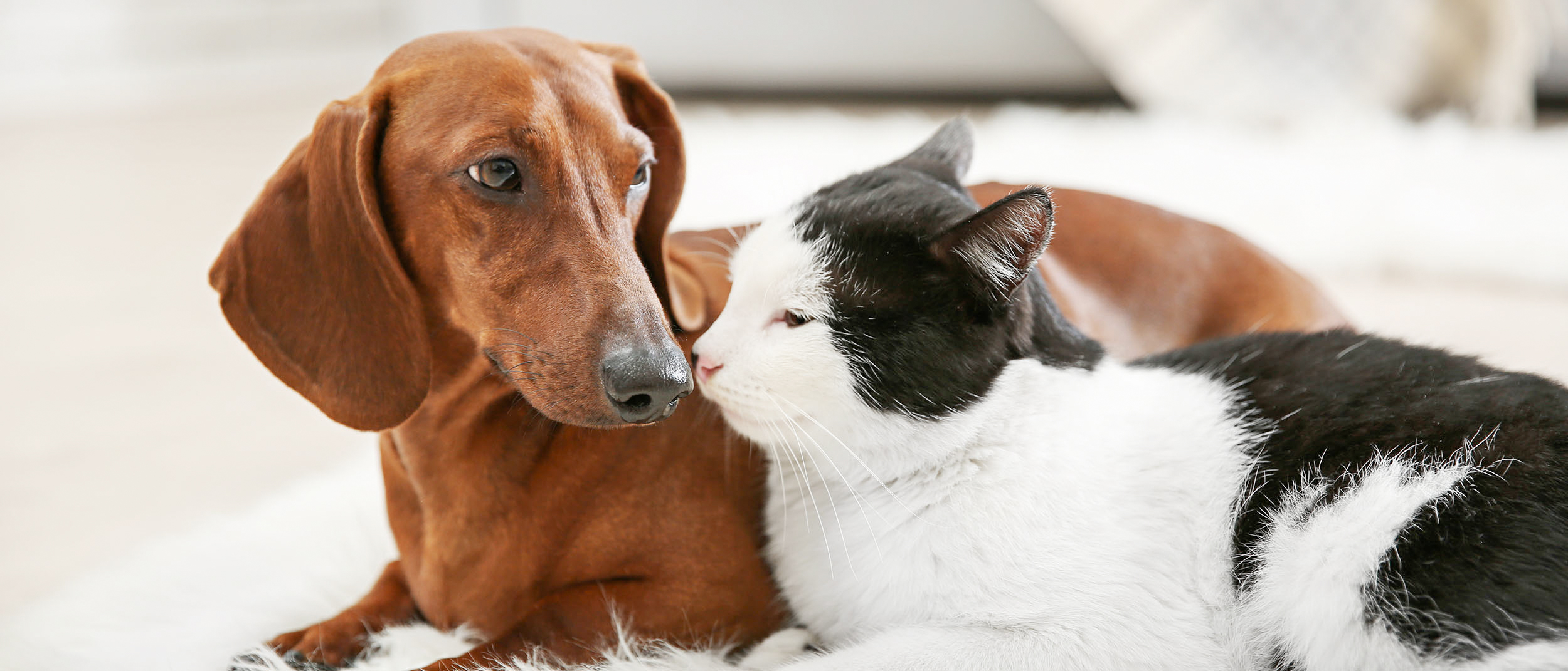 Adult Dachshund lying down on a rug with a black and white cat.