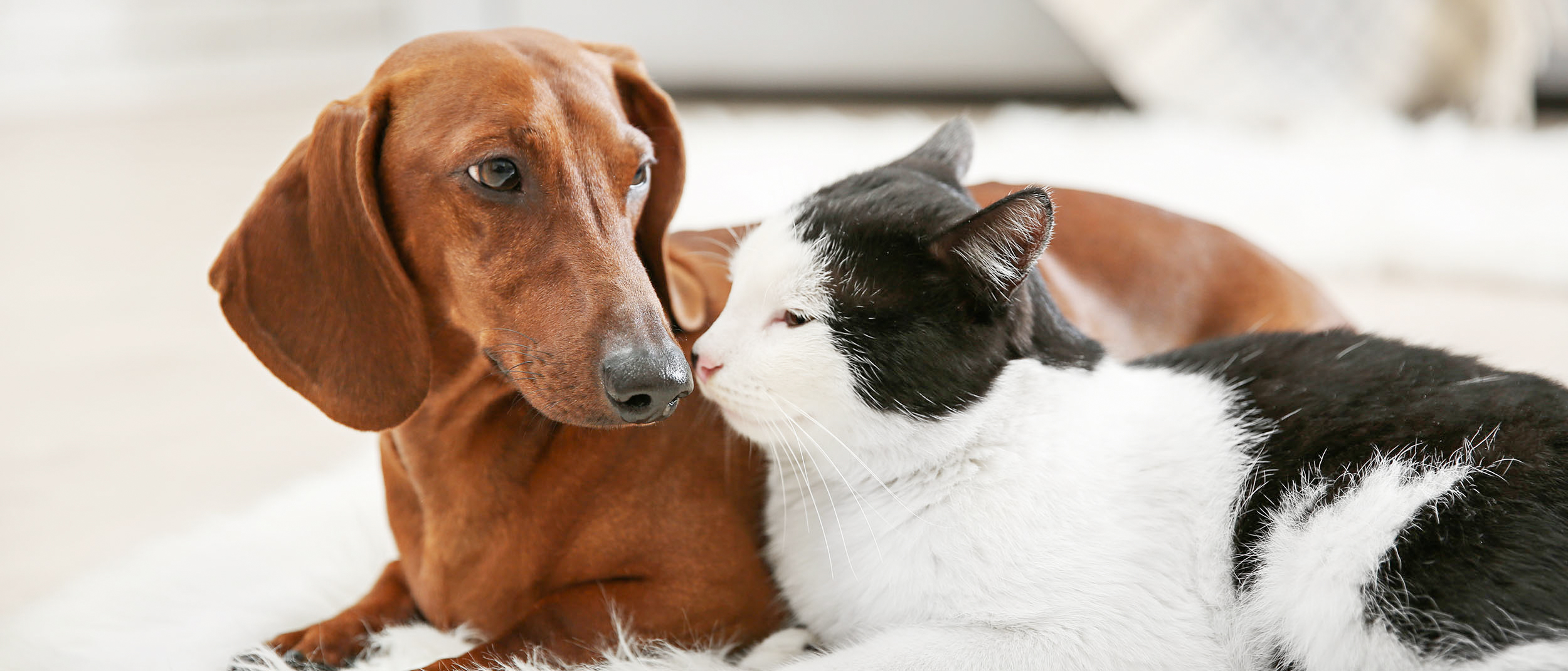 Dachshund adulto acostado sobre una alfombra con un gato de pelaje blanco y negro.