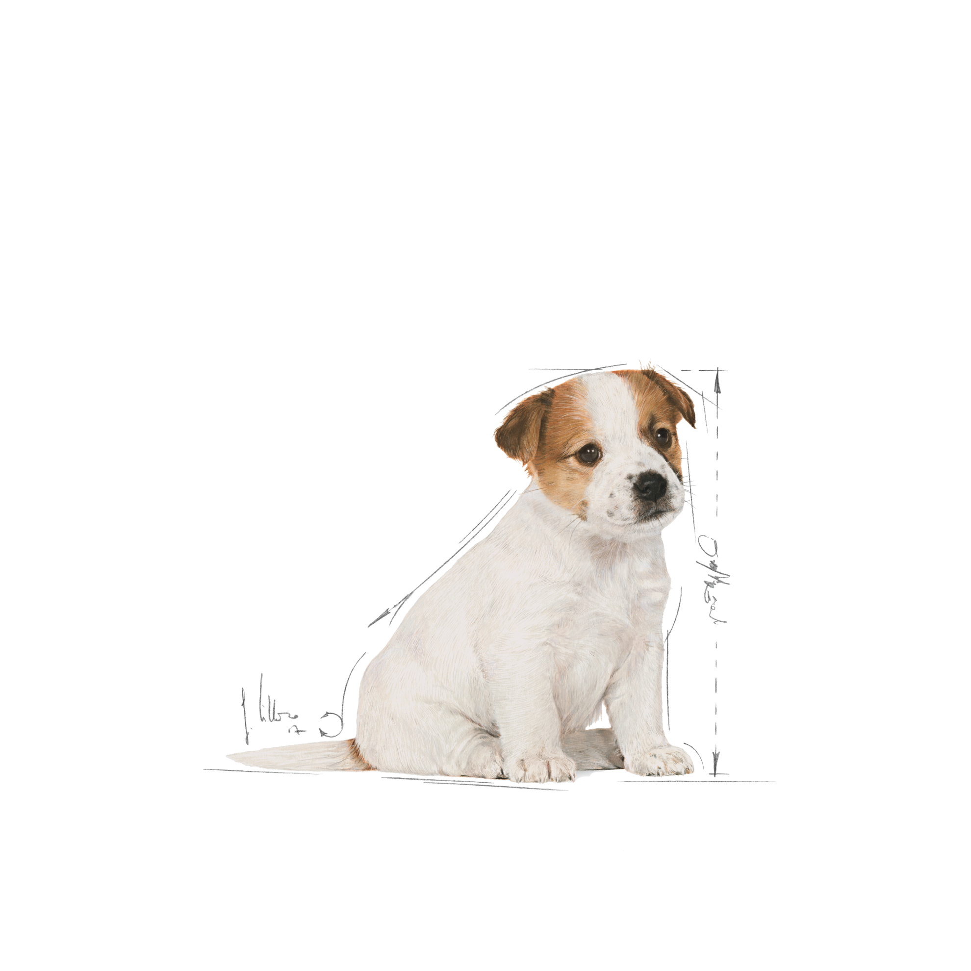 JACK RUSSELL TERRIER Puppy