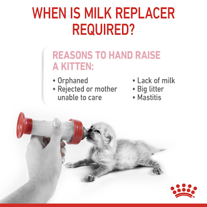Lait maternisé pour chaton Royal-Canin Babycat milk, 300g