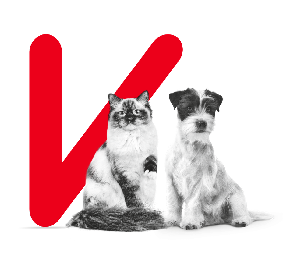 Alimentation sur mesure pour chats et chiens