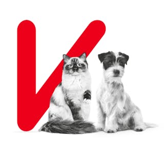 Alimentation sur mesure pour chats et chiens