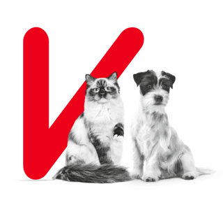 Alimentation sur mesure pour chats et chiens