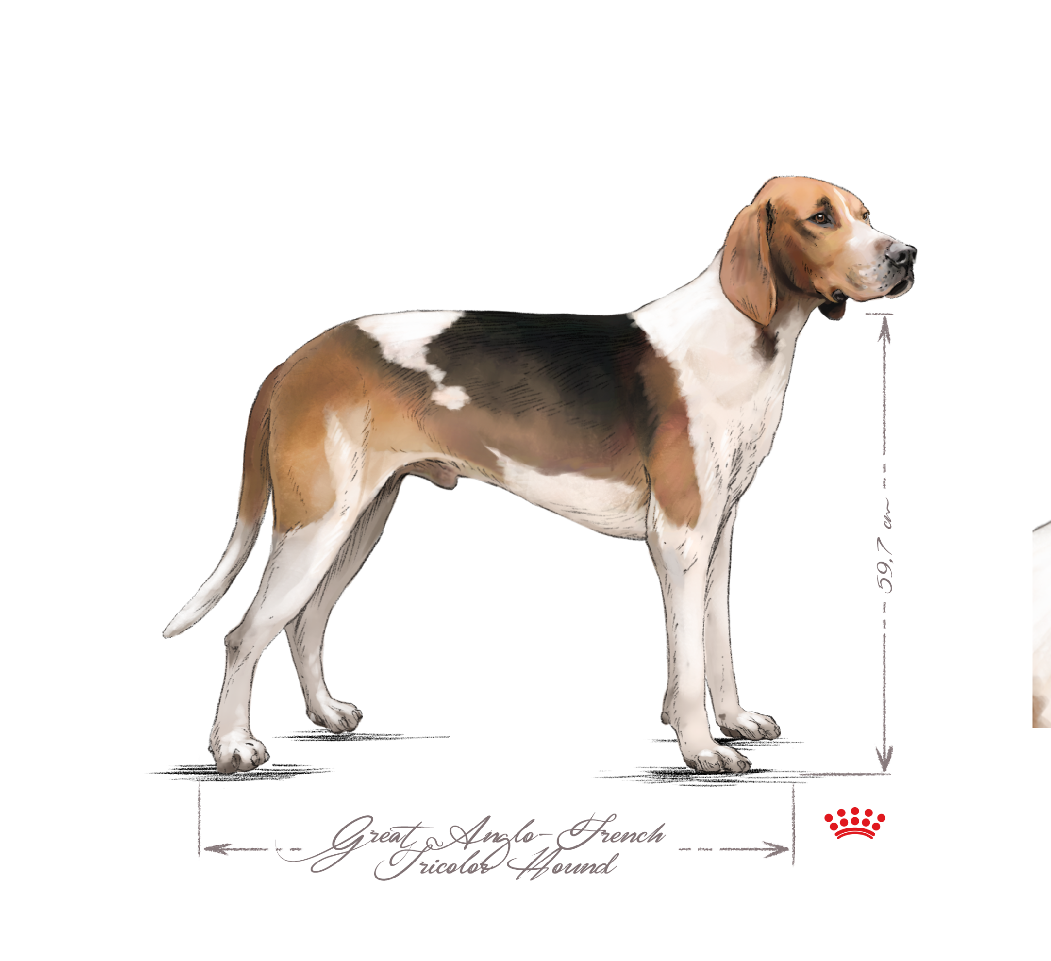 Great anglo-french tricolour hound adult standing