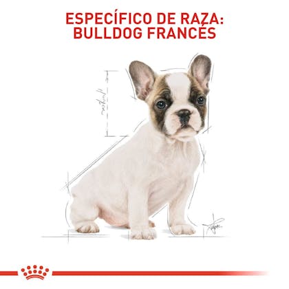 FRENCH BULLDOG PUPPY COLOMBIA 5