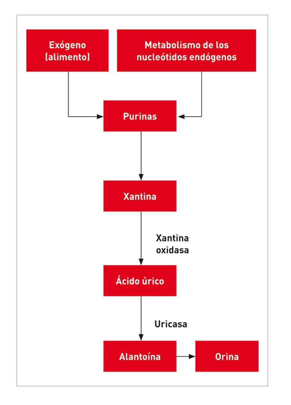Figura 1. Las purinas se metabolizan en el organismo en xantina y ácido úrico antes de que la enzima uricasa las convierta en alantoína, que se excreta en la orina. El Dálmata es homocigótico para una mutación genética responsable de un defecto en el transporte del ácido úrico en el hígado y el riñón, lo que da lugar a una menor tasa de conversión de ácido úrico en alantoína. Esto se agrava todavía más por la menor reabsorción del ácido úrico en los túbulos renales proximales, que da como resultado una elevada concentración de ácido úrico en la orina y un mayor riesgo de formación de cálculos de urato.
