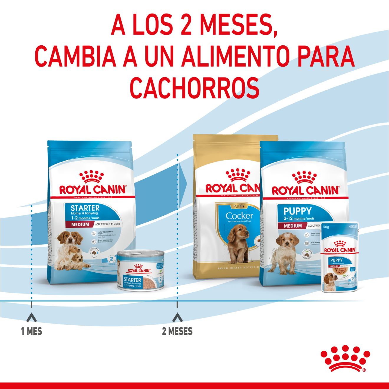 Perro Mediano Starter Madre y Cachorro