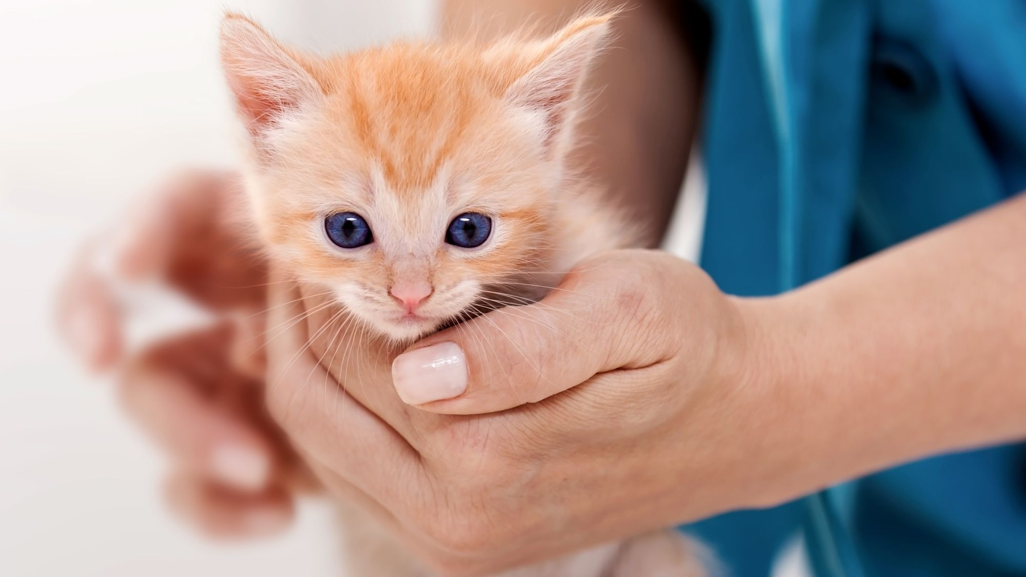 Kitten coming out of a cat carrier at a vet clinic